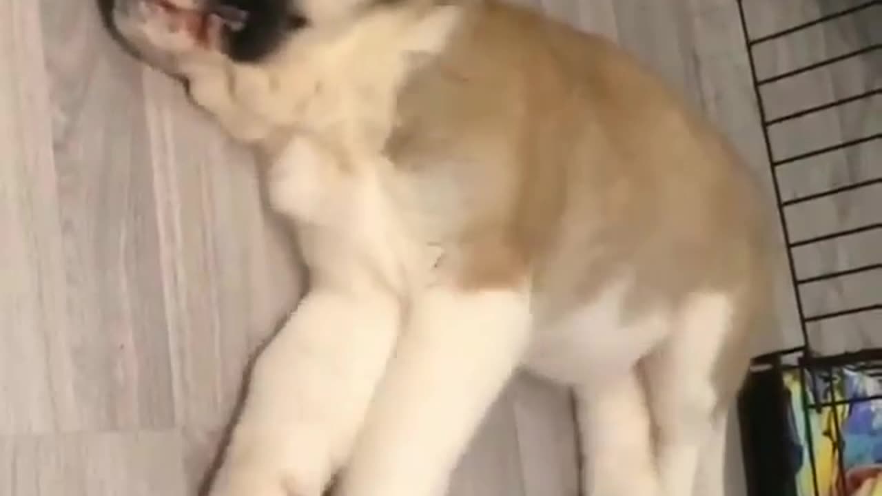 funny animals