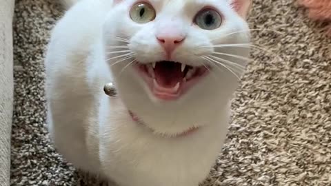 Funny Cats
