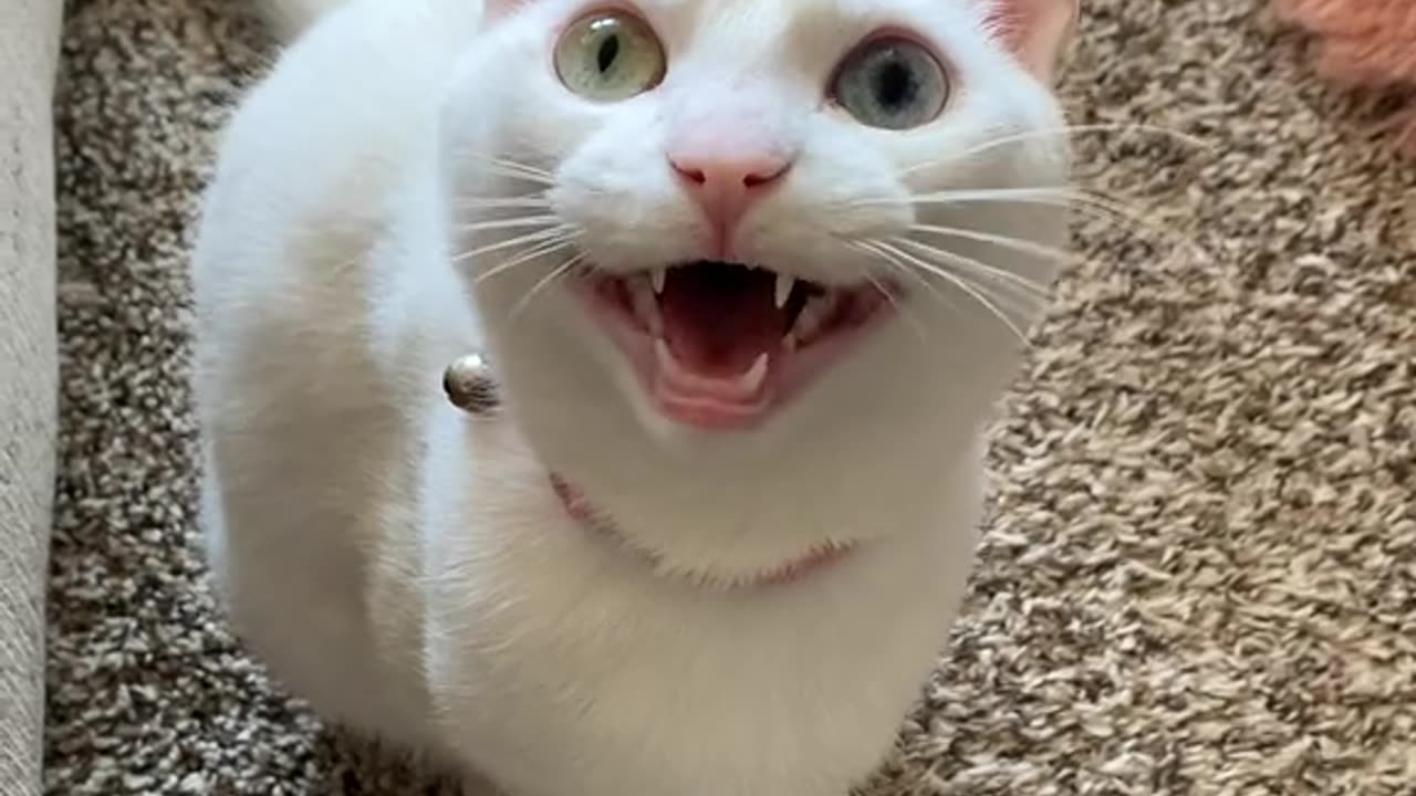 Funny Cats