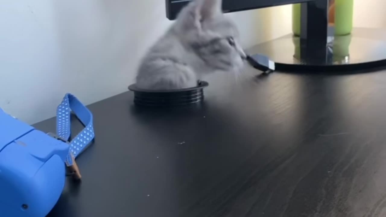 A friend's funny cat! 😆