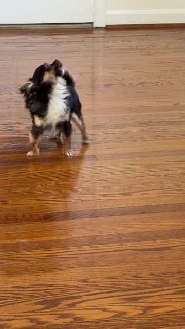 Tiny Chihuahua Has Zero Coping Skills Away From Mom