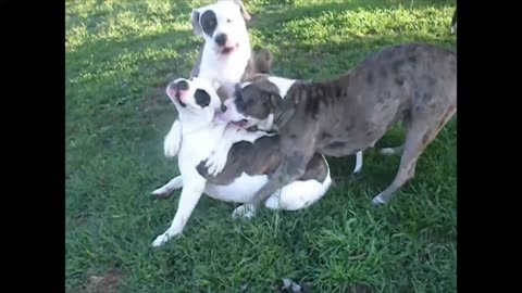 Alapaha Bulldogs Establishing Rank / Hierarchy In the Pack. An Older Video.