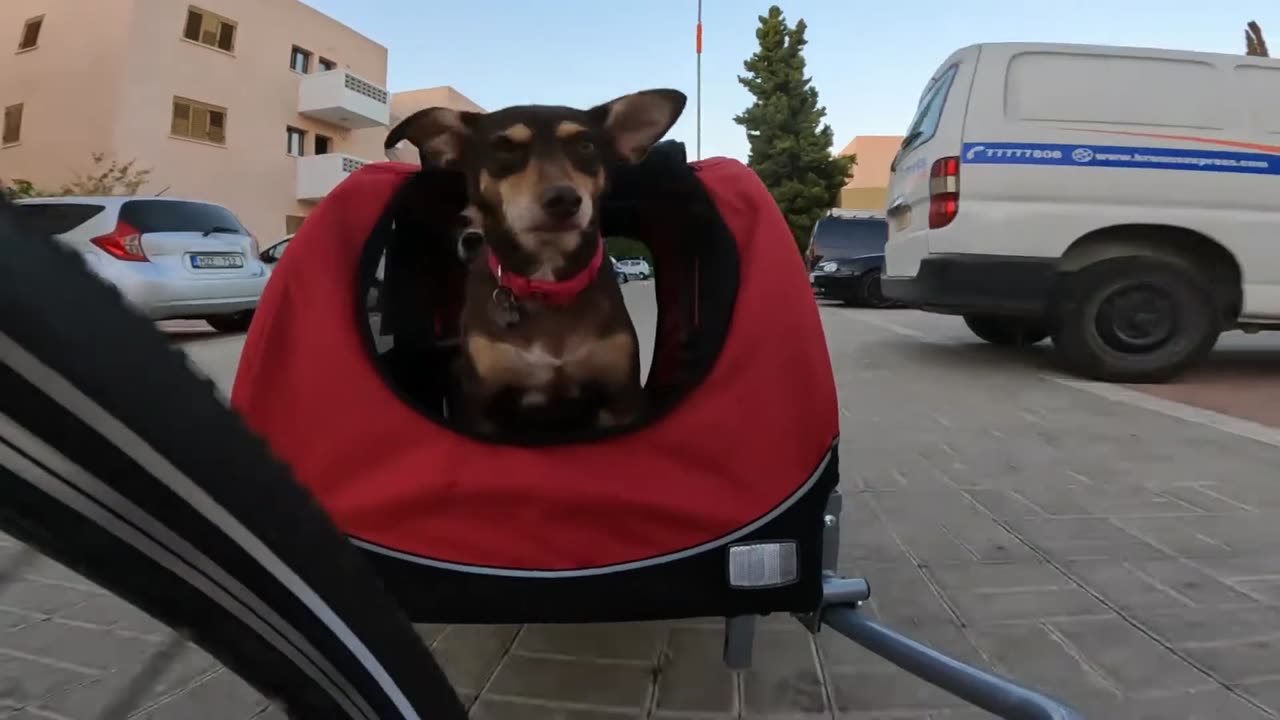 Wholesome Bicycle Dog Ride