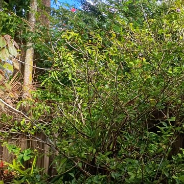 10.9.2025 Out of Control Kuranda