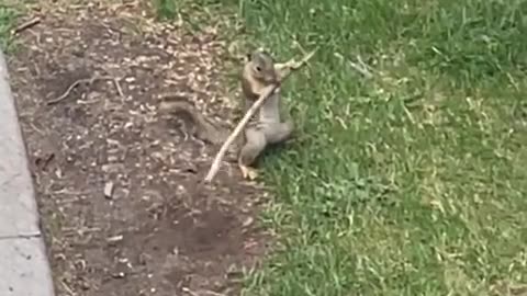🤣💪 This Dog is Training HARD and It's HILARIOUS! | FunFM
