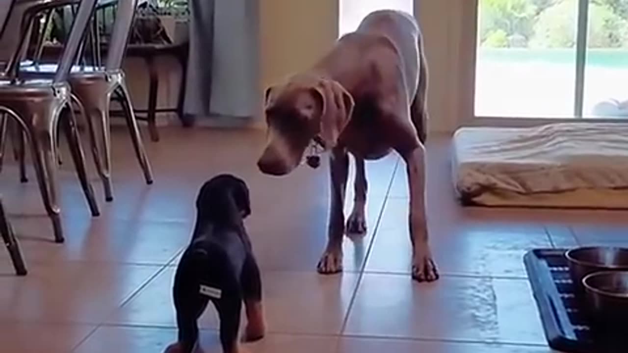 Funny cats and animals videos