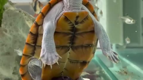 Tortoise Relaxes Under Oxygen Bubbles in Fish Tank