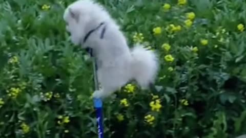 Wait for It… These Funny Dogs Had Me Crying 😂🐶 #shorts