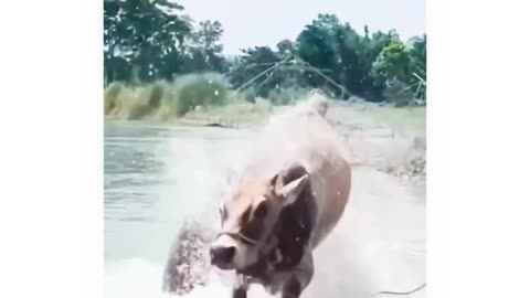 Funny animals 🤣😁