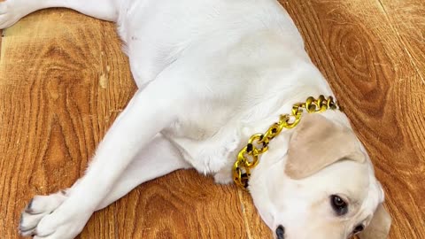 这狗子演技还是非常不错滴！This dog's acting skills are still very good!