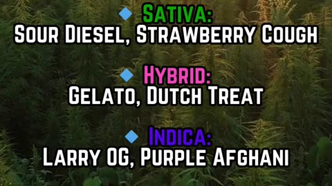 THCA Live Resin | Vape Ready | Sativa, Hybrid, Indica | Faster Bulk Fulfillment #thcaliveresin