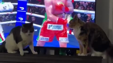 Undercard fight always better than the main event