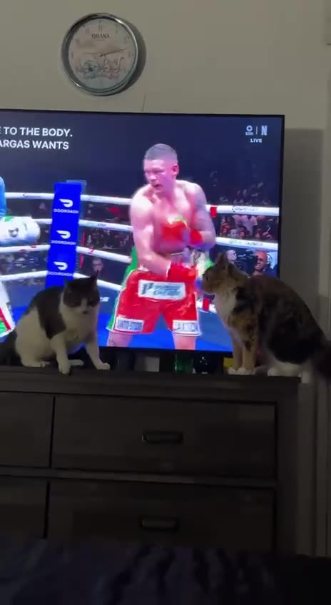 Undercard fight always better than the main event