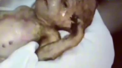 HYBRID BABY! Horribly sad!