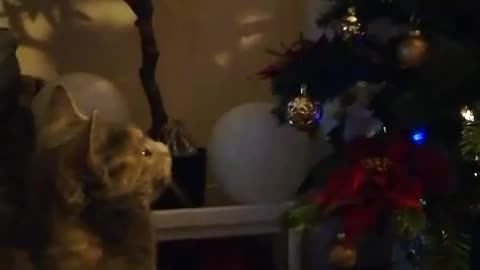 INTRODUCING MAYA THE CAT