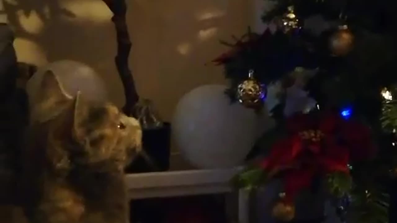 INTRODUCING MAYA THE CAT