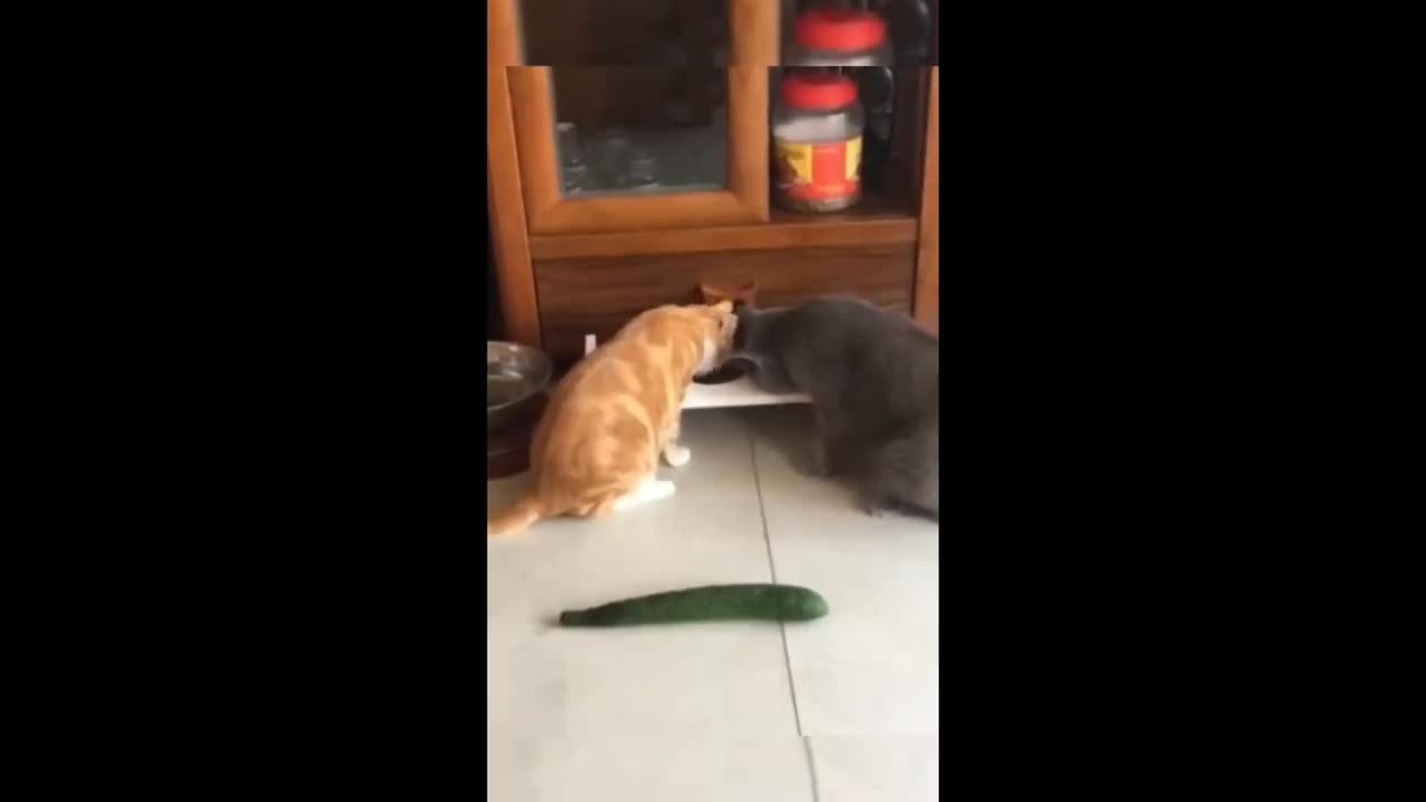 funny video