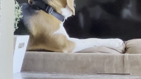 My Beagle Lucy Likes to Ignore Me