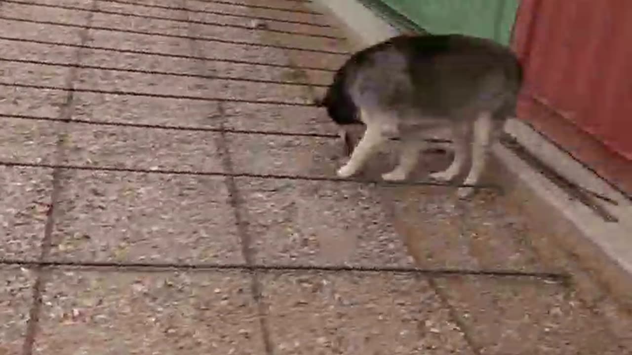 050525 TRUCKnHOTROD RANCH REBAR AGAIN With HUSKY FOREMAN