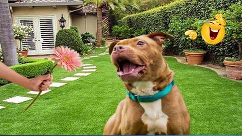 smarty funny animal video clips - the funniest cat & dog moments compilation