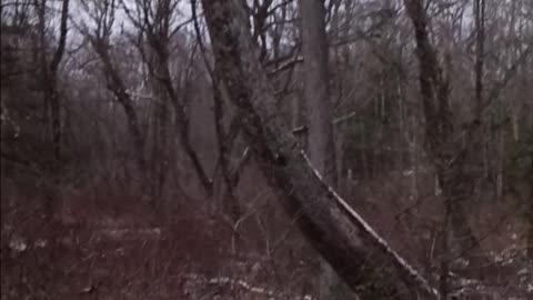 Whitetail Deer & Black Bear Hunting Sterling Forest NYS State Park 2025 (2)