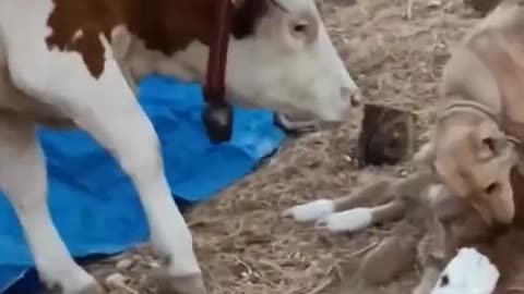 Woe Day 57. I am in the ark. Waiting for GOD to open the Door for a spring/summer Pentecost rapture