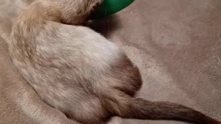 Ferret tail wags