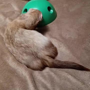 Ferret tail wags