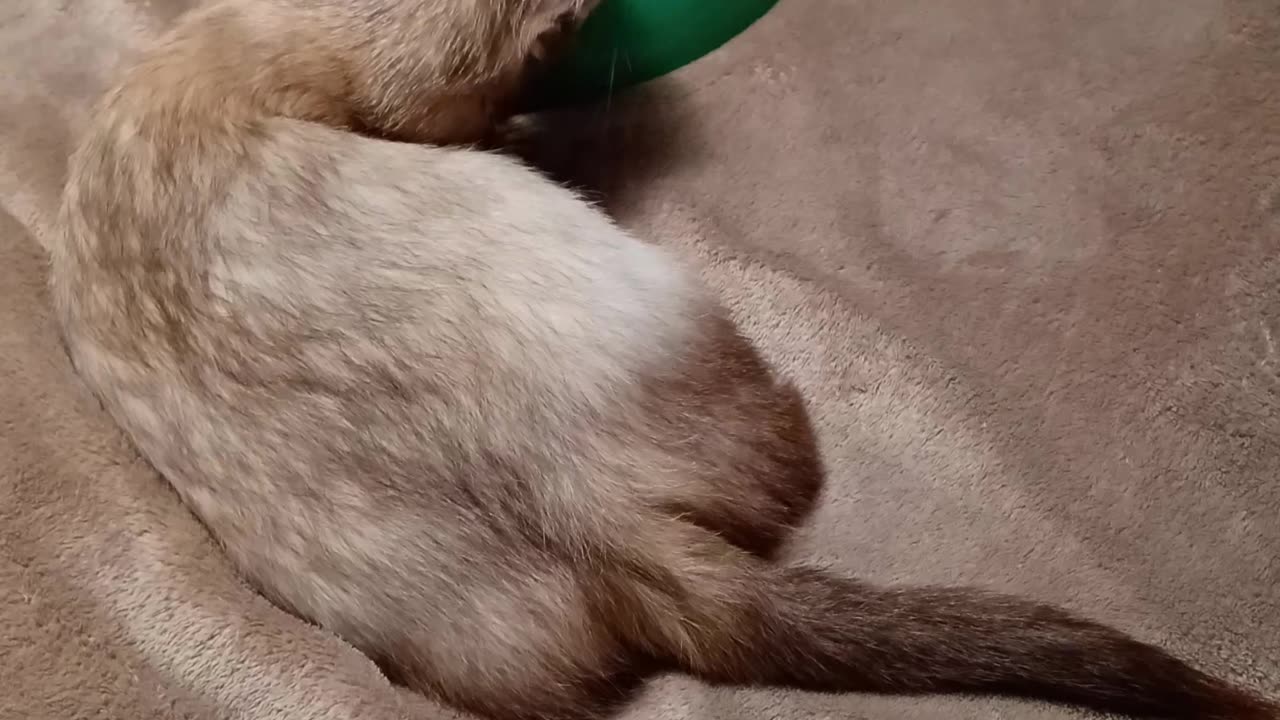 Ferret tail wags