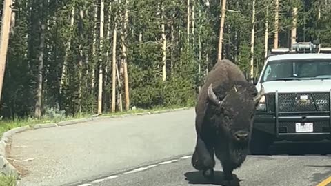 Yellowstone Bison Meanders Past Tourist's Car