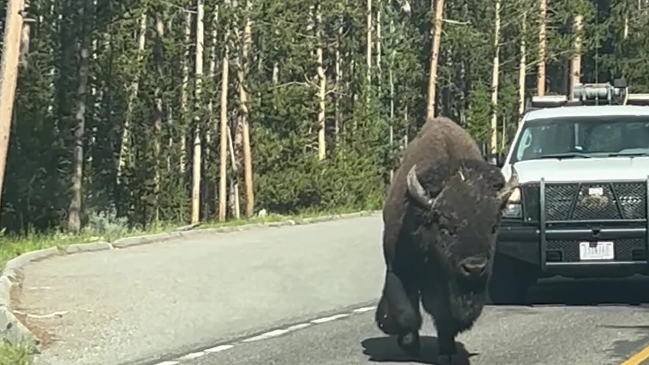 Yellowstone Bison Meanders Past Tourist's Car