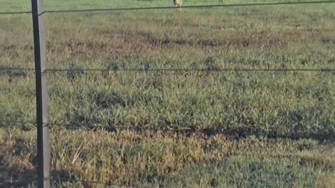 Welcome to Australia 🇦🇺