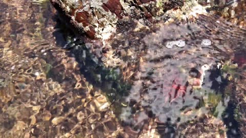 Sea urchin everywhere