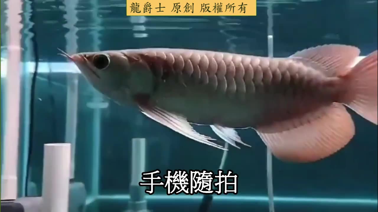 【龍爵士】賞析 印尼紅