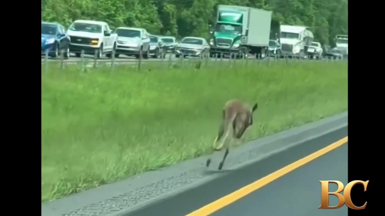 Kangaroo causes collision, stops traffic on Alabama highway