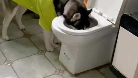 Dog's Comedy Videos 🤣 so cute videos 😍 funny puppies comedy 😁