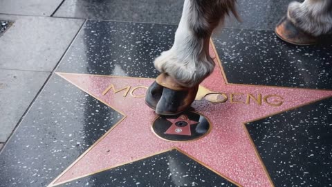 Baby Hippo on the Walk of Fame