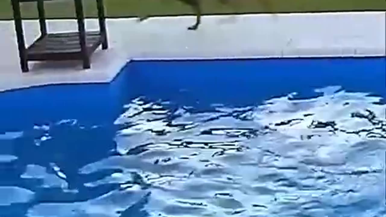 Blind dog on the Pool