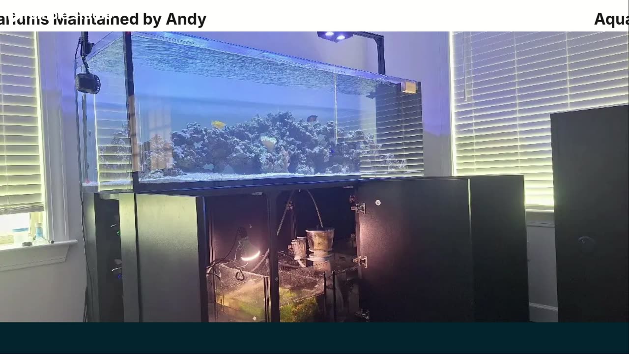 new tank and talking about ammonia
