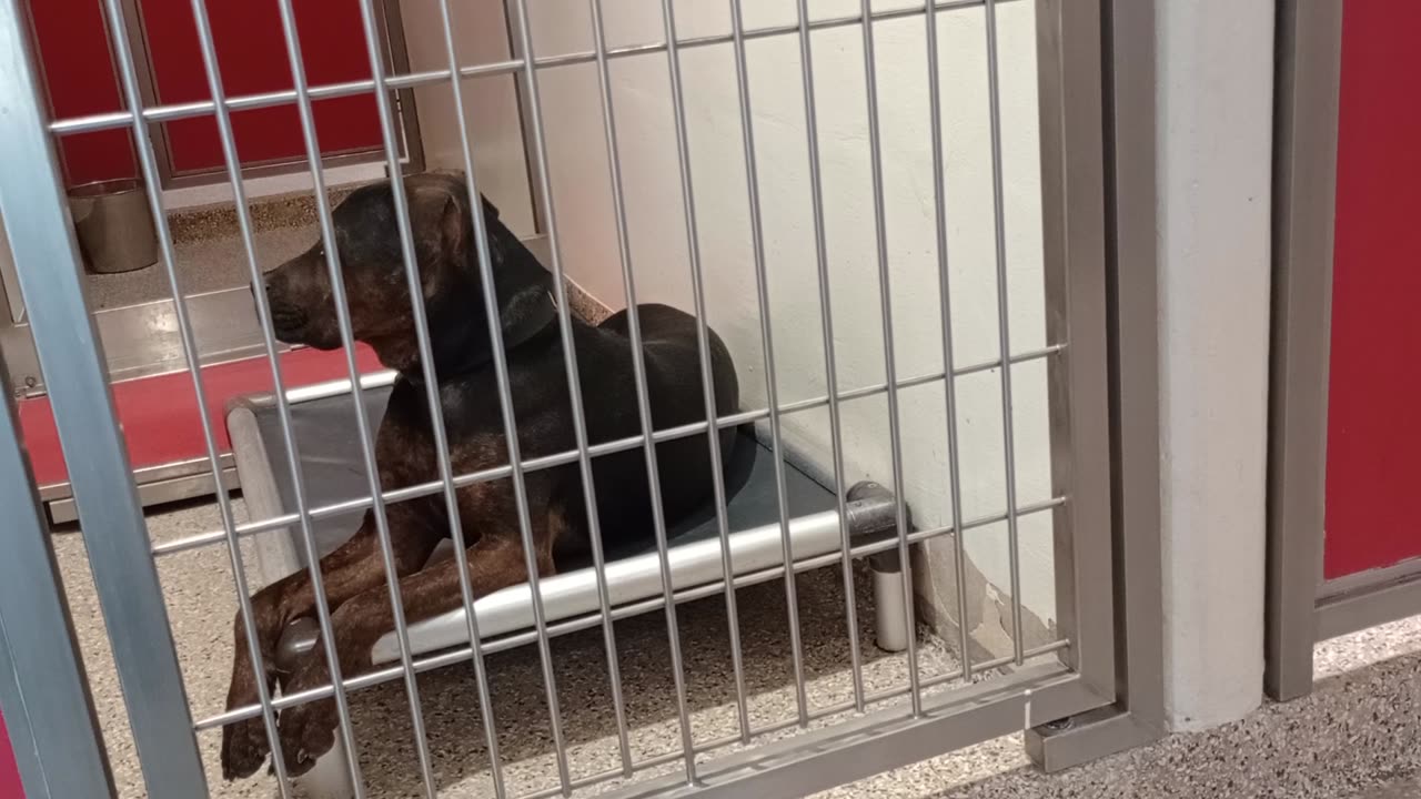 Clarence 1y A846346 kennel 191 with a bit of Prince 2y A828871 kennel 164 PACC shelter