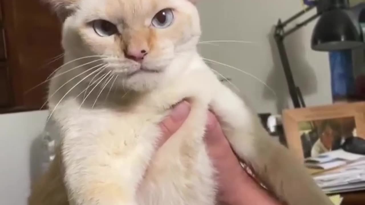 🤯✨ You Won't Believe This Barking Cat! | FeedMyCuriosity