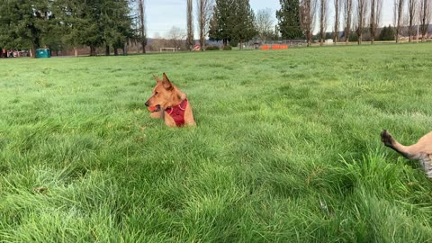 mac don park patrol