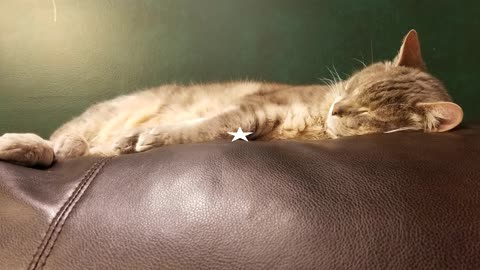 Cory status: 𝑐𝑜𝑛𝑘𝑒𝑑. #SparklegleamFarm #Cory #homestead #cats #catlovers #cute