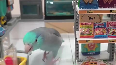 😂🦜 Parrots Gone Wild! | FunFM