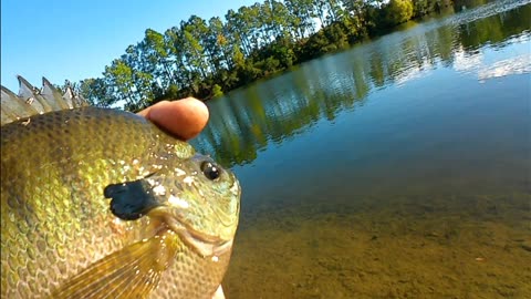 part 2 still looking for carp on a small lake in myrtle beach