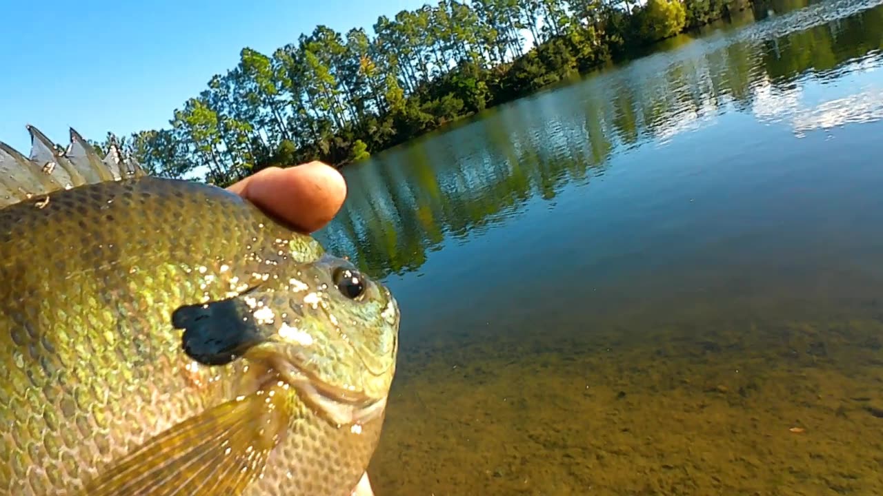 part 2 still looking for carp on a small lake in myrtle beach
