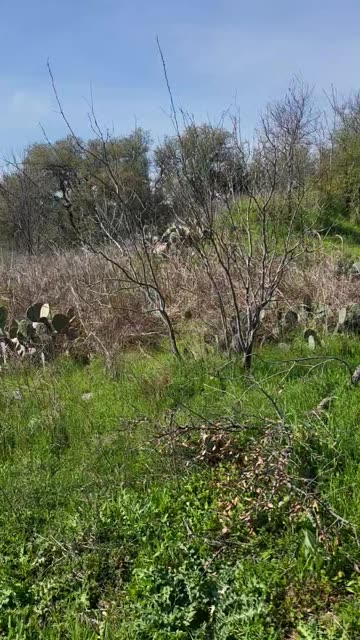 Will It Stealth Camp?