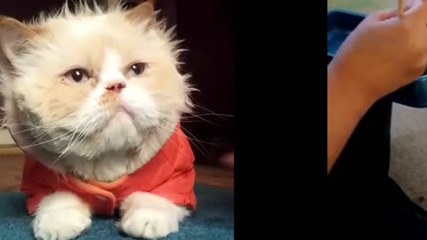 These funny and cute animals
