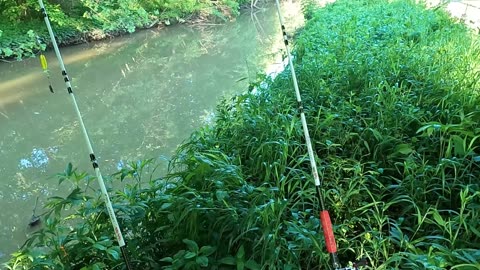 Just a walk on the pond side of things!