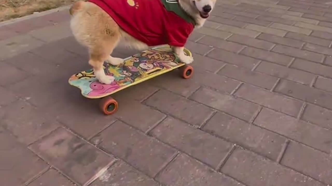The puppy loves to skate down the stairs.